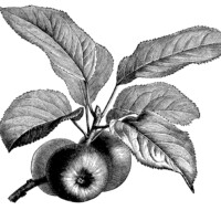 fruiting branch of apple, vintage apple clip art, black and white graphics, apples and leaves, botanical fruit image