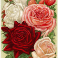 vintage garden illustration, flower garden printable, vintage rose illustration, Henderson’s roses, vintage floral graphics