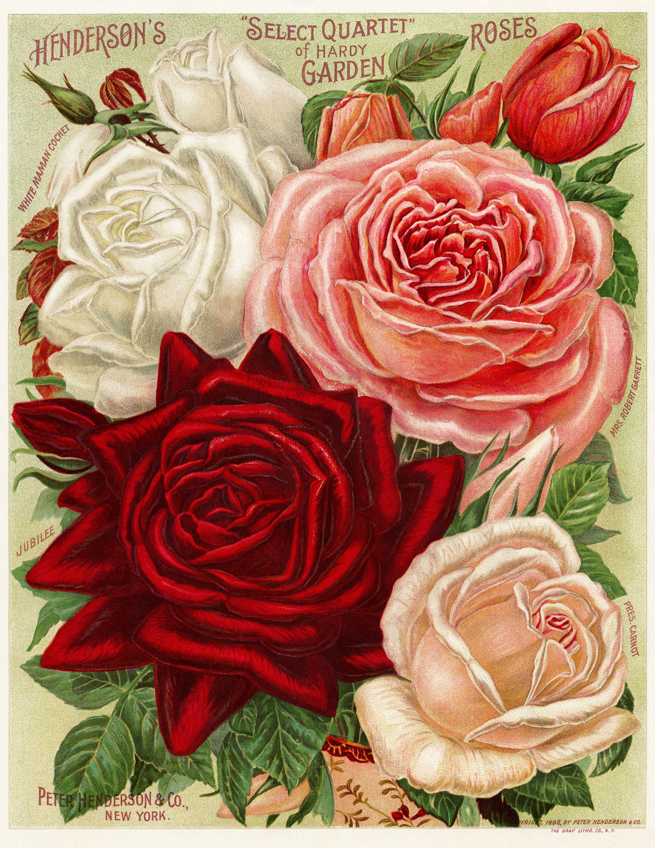 vintage garden illustration, flower garden printable, vintage rose illustration, Henderson’s roses, vintage floral graphics