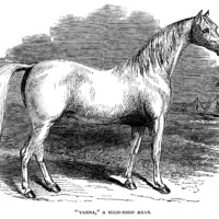 black and white clip art, farm animal clipart, arab horse illustration, vintage horse engraving, high bred arab horse image