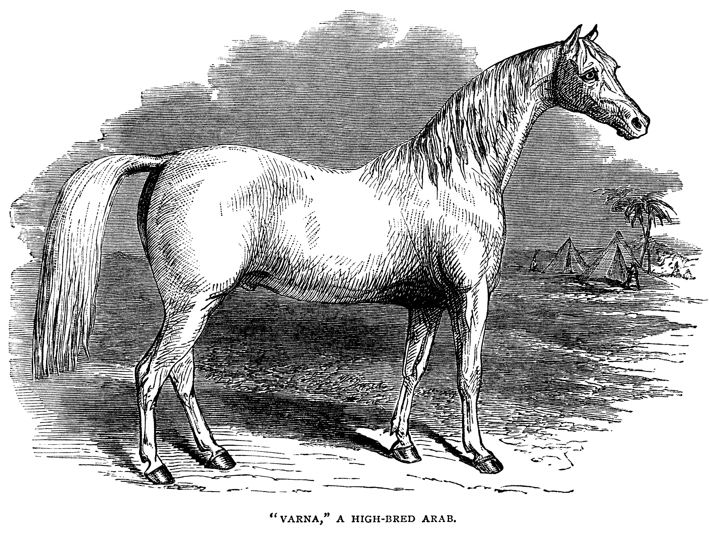 black and white clip art, farm animal clipart, arab horse illustration, vintage horse engraving, high bred arab horse image