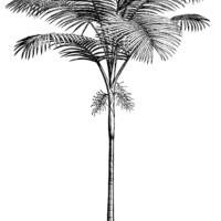 vintage palm tree clip art, black and white graphics, tree engraving, botanical palm tree illustration, tropical tree image, aaa Ptychosperma Cunninghamiana
