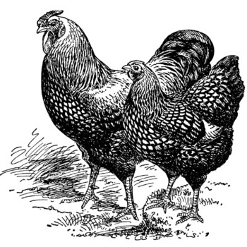 silver laced wyandottes, black and white clip art, farm animal image, vintage chicken clipart, vintage rooster illustration