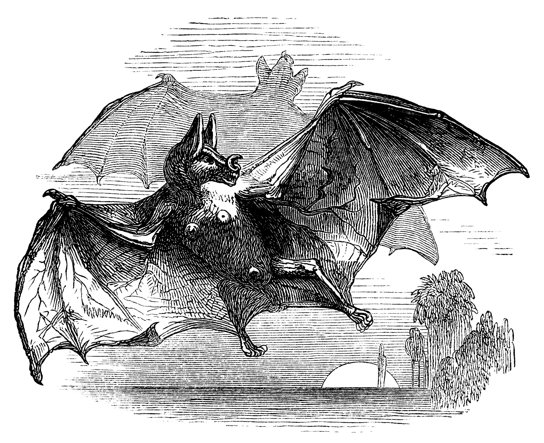 vintage halloween clip art, vampire bat clipart, black and white graphics, old book clipping, flying bat illustration