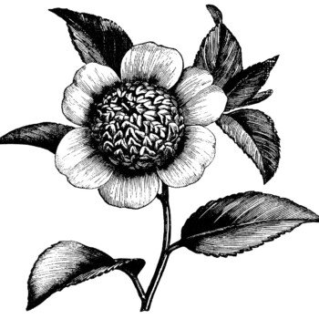 Camellia Japonica Anemonaeflora, camellia flower illustration, black and white clip art, vintage flower clipart, floral graphics free