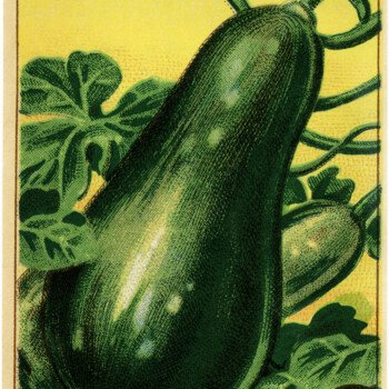 French seed label, old fashioned seed package, squash seed pack, vintage garden clip art, vintage gourd illustration