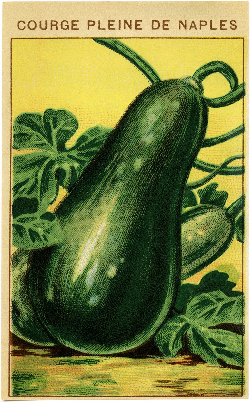 French seed label, old fashioned seed package, squash seed pack, vintage garden clip art, vintage gourd illustration