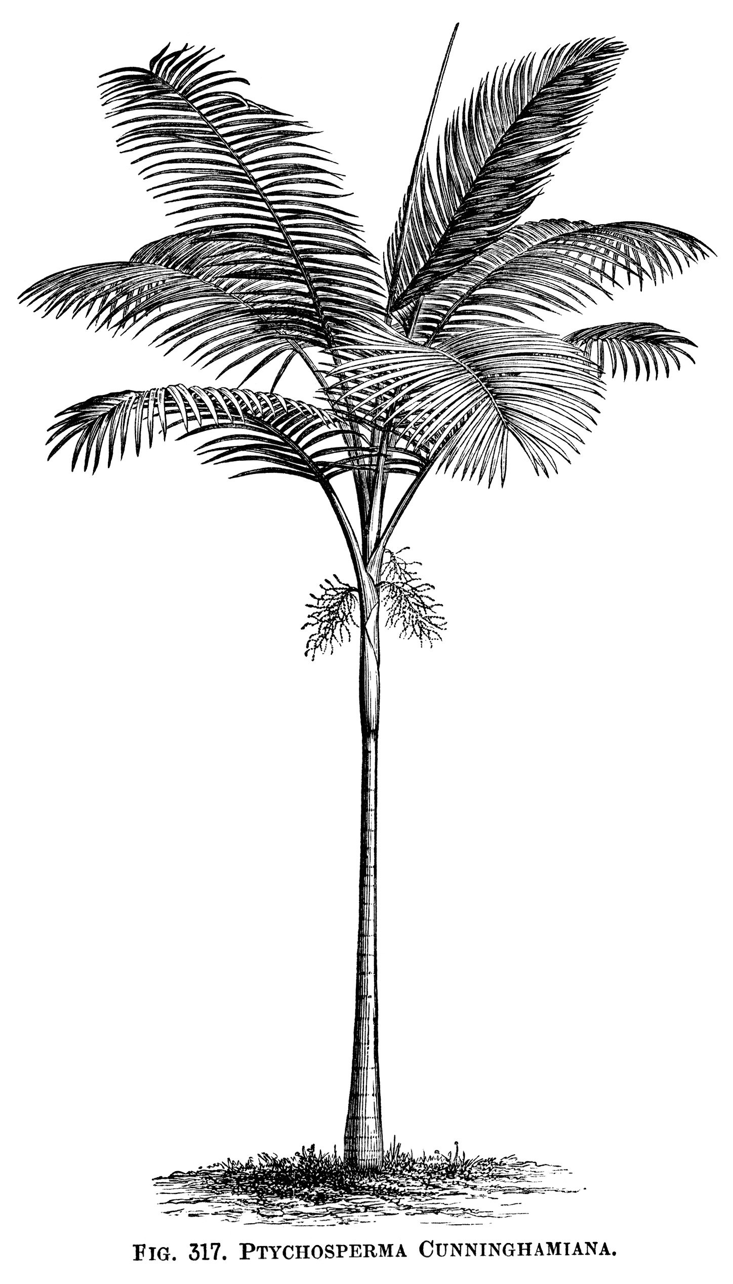 vintage palm tree clip art, black and white graphics, tree engraving, botanical palm tree illustration, tropical tree image, aaa Ptychosperma Cunninghamiana