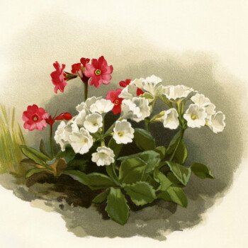 flower botanical illustration, vintage floral illustration, white red flowers image, primula rosea