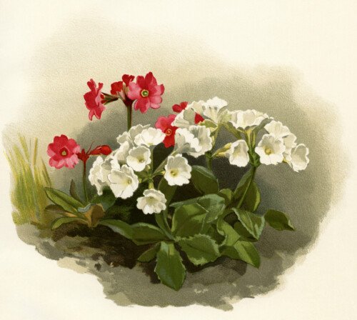 flower botanical illustration, vintage floral illustration, white red flowers image, primula rosea