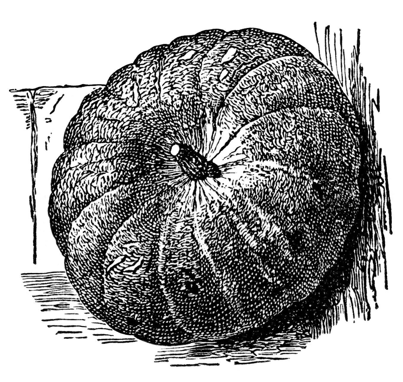 vintage pumpkin clip art, Halloween clipart, black and white graphics, pumpkin illustration, free vintage ephemera