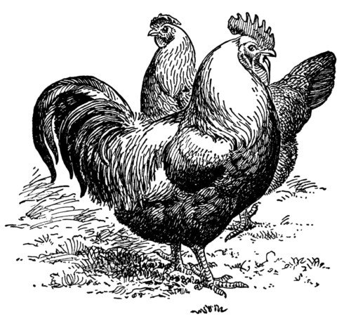 silver gray dorkings, black and white clip art, farm animal image, vintage chicken clipart, vintage rooster illustration