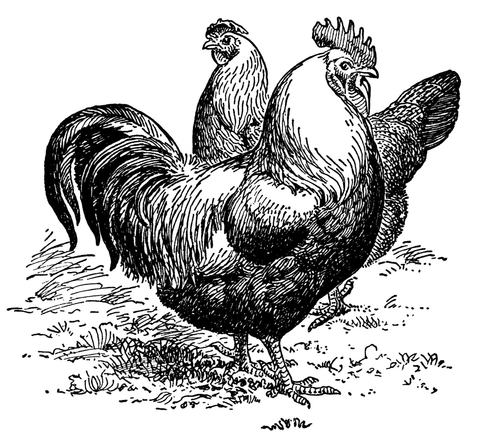 silver gray dorkings, black and white clip art, farm animal image, vintage chicken clipart, vintage rooster illustration