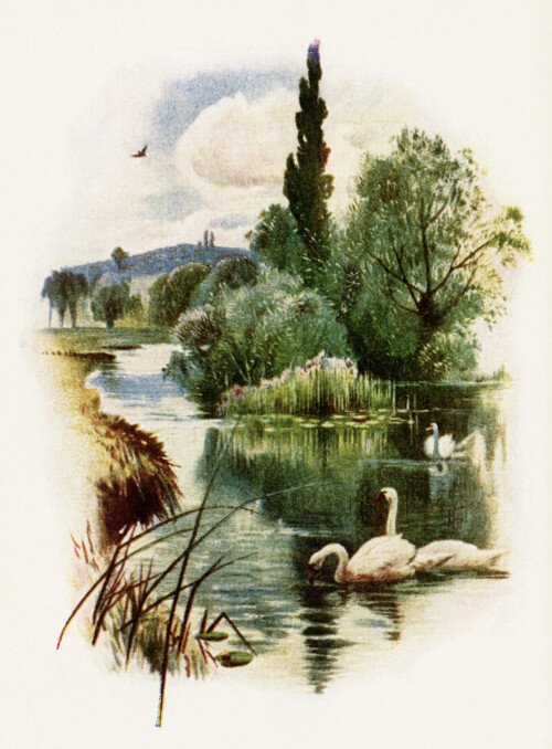 swans swimming illustration, free vintage clip art, swan on pond, nature outdoors scene, vintage swan image