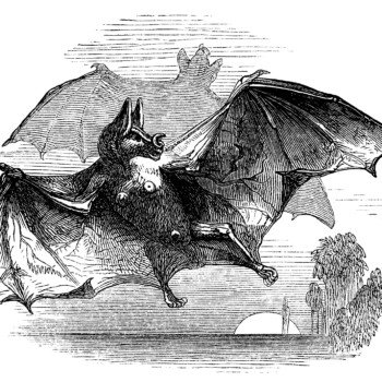 vintage halloween clip art, vampire bat clipart, black and white graphics, old book clipping, flying bat illustration