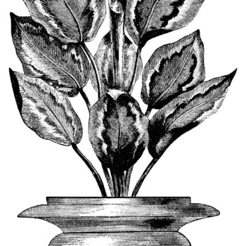 Calathea Veitchii, black and white graphics, vintage botanical illustration, potted plant clip art