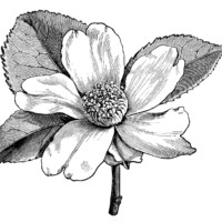 Camellia oleifera, camellia flower illustration, black and white clip art, vintage flower clipart, floral graphics free