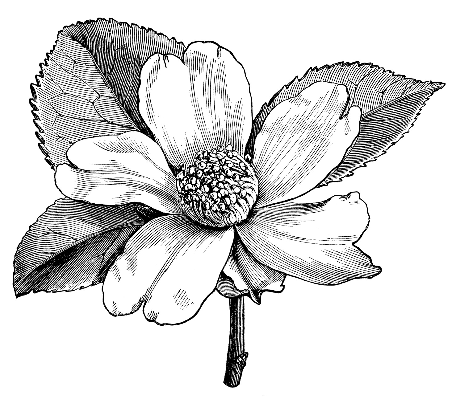 flower clip art black and white