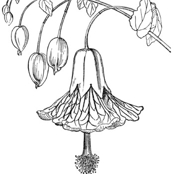 Abutilon Insigne flower, black and white clip art, floral graphics free, vintage flower clipart, Indian mallow velvetleaf