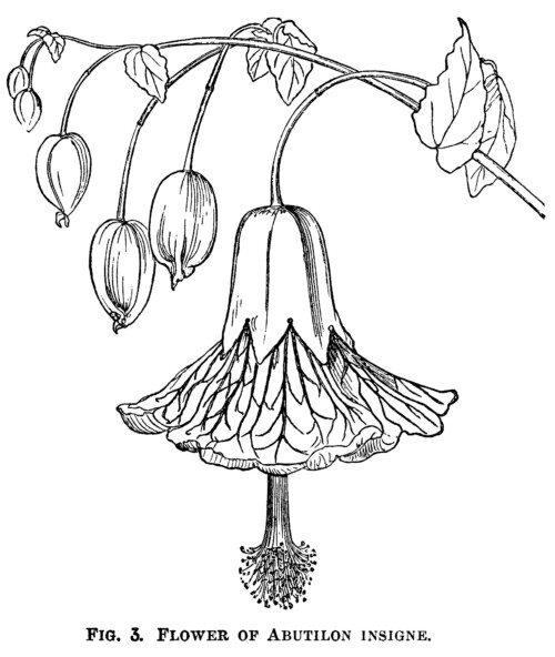 Abutilon Insigne flower, black and white clip art, floral graphics free, vintage flower clipart, Indian mallow velvetleaf