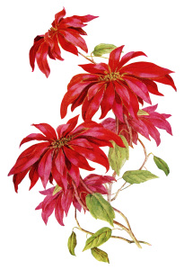 Christmas flower illustration, poinsettia clip art, vintage floral clipart, red flower graphics, printable Christmas image