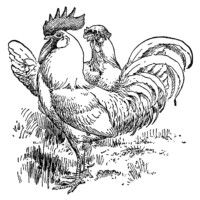 White Leghorn, black and white clip art, farm animal image, vintage chicken clipart, vintage rooster illustration