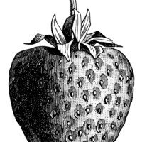 vintage strawberry clip art, black and white graphics, strawberry illustration, printable fruit image, berry digital stamp