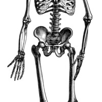 vintage halloween clip art, skeleton clip art, black and white illustration, graphic design, skeleton of man