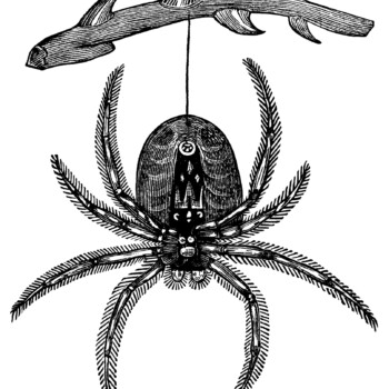 vintage spider clip art, black and white graphics, vintage halloween clipart, hanging spider illustration, creepy insect engraving