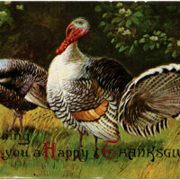 vintage Thanksgiving postcard, vintage Thanksgiving turkey, old fashioned thanksgiving card, turkey clip art, tom hen illustration
