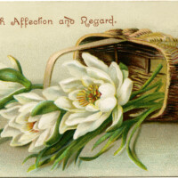 Victorian flower card, vintage flower clip art, white flowers in basket, antique floral illustration, old fashioned card