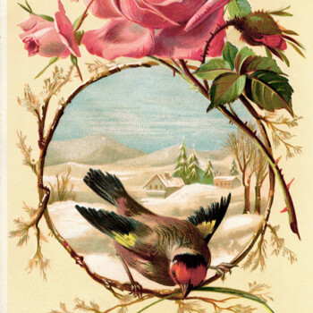 Free vintage clip art image pink rose bird winter scene background