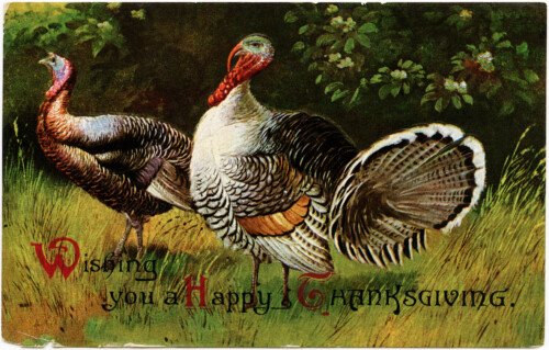 vintage Thanksgiving postcard, vintage Thanksgiving turkey, old fashioned thanksgiving card, turkey clip art, tom hen illustration