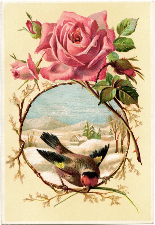 Victorian rose bird card, vintage rose clip art, vintage bird graphic, pink rose illustration, old fashioned card digital