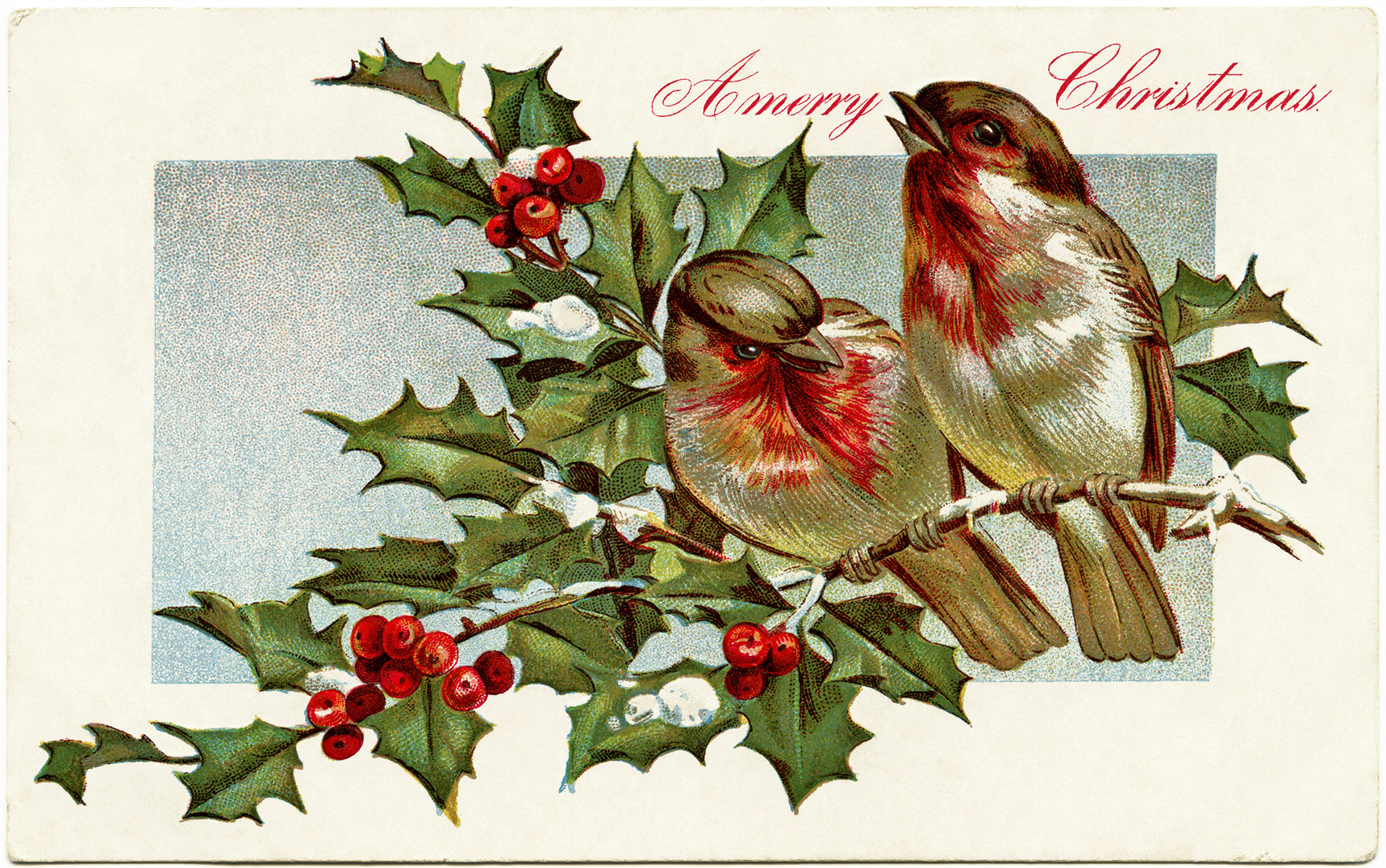 vintage postcard graphic, winter bird illustration, birds holly berries, old fashioned Christmas postcard, antique Christmas card