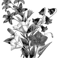 Campanula flower, vintage botanical engraving, black and white clip art, floral botanical graphics, bellflower illustration