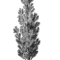 black and white graphics, botanical pine tree illustration, vintage tree clip art, pinus sylvestris fastigiata, Christmas tree engraving