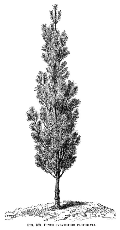 black and white graphics, botanical pine tree illustration, vintage tree clip art, pinus sylvestris fastigiata, Christmas tree engraving