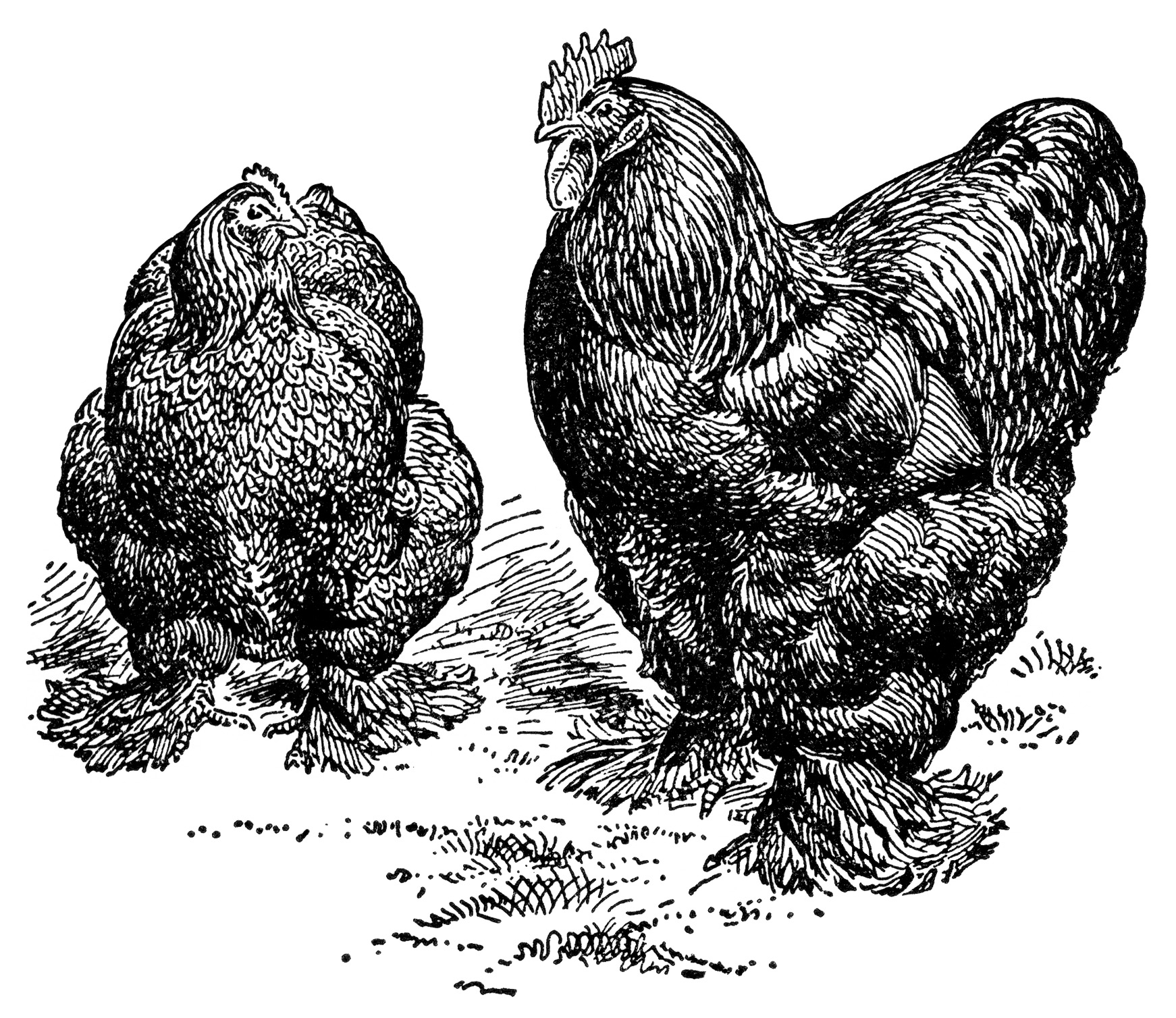 Partridge Cochin, black and white clip art, farm animal image, vintage chicken clipart, vintage rooster illustration