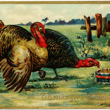 vintage Thanksgiving postcard, vintage Thanksgiving turkey, old fashioned thanksgiving card, turkey clip art, tom hen illustration