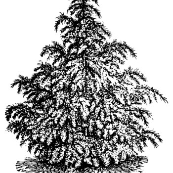 black and white graphics, botanical spruce tree illustration, vintage tree clip art, cedrus deodara, Christmas tree sketch