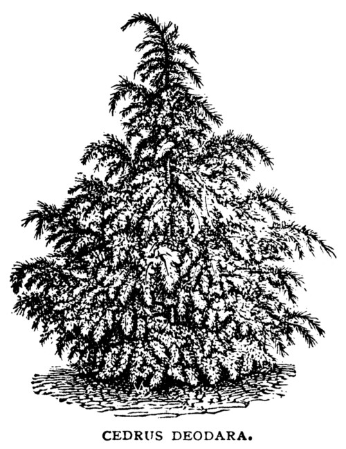 black and white graphics, botanical spruce tree illustration, vintage tree clip art, cedrus deodara, Christmas tree sketch