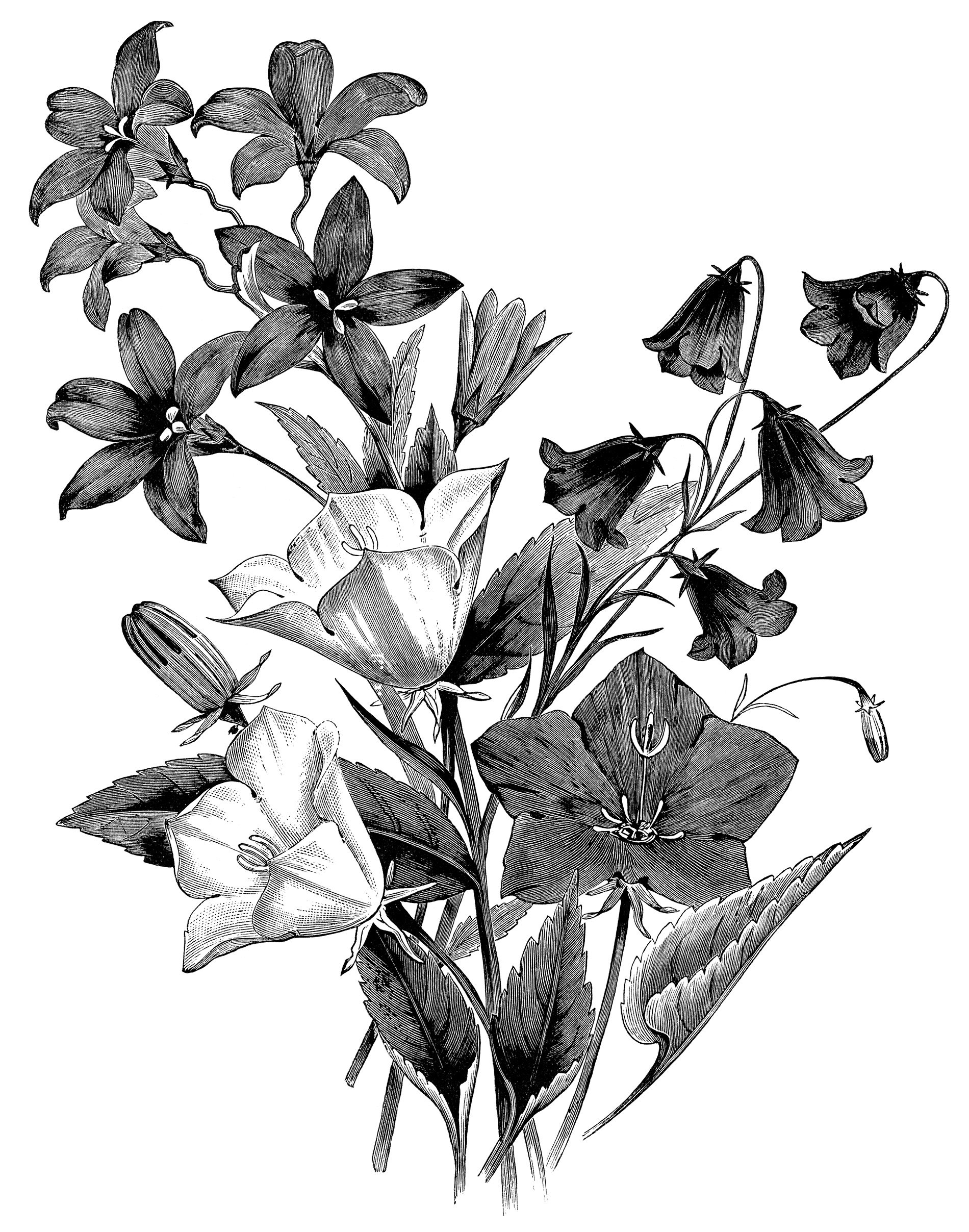 Campanula flower, vintage botanical engraving, black and white clip art, floral botanical graphics, bellflower illustration