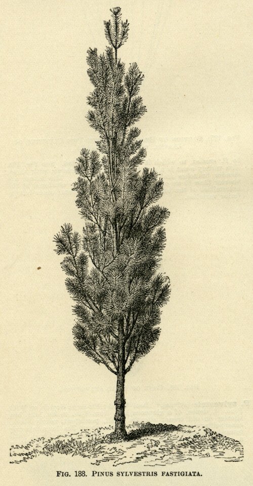 black and white graphics, botanical pine tree illustration, vintage tree clip art, pinus sylvestris fastigiata, Christmas tree engraving