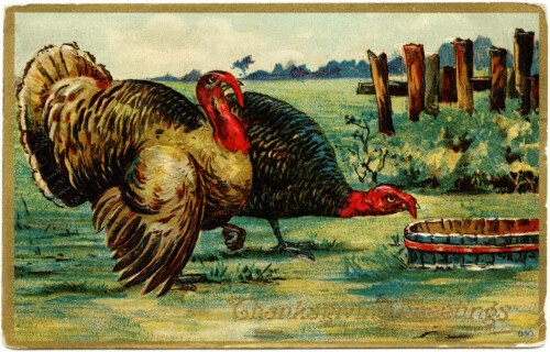 vintage Thanksgiving postcard, vintage Thanksgiving turkey, old fashioned thanksgiving card, turkey clip art, tom hen illustration