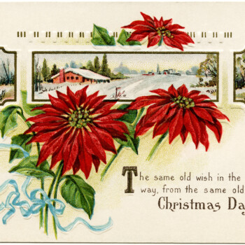Stecher Christmas postcard, public domain Christmas image, vintage poinsettia clip art, winter flower graphics, printable Christmas illustration