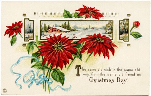 Stecher Christmas postcard, public domain Christmas image, vintage poinsettia clip art, winter flower graphics, printable Christmas illustration