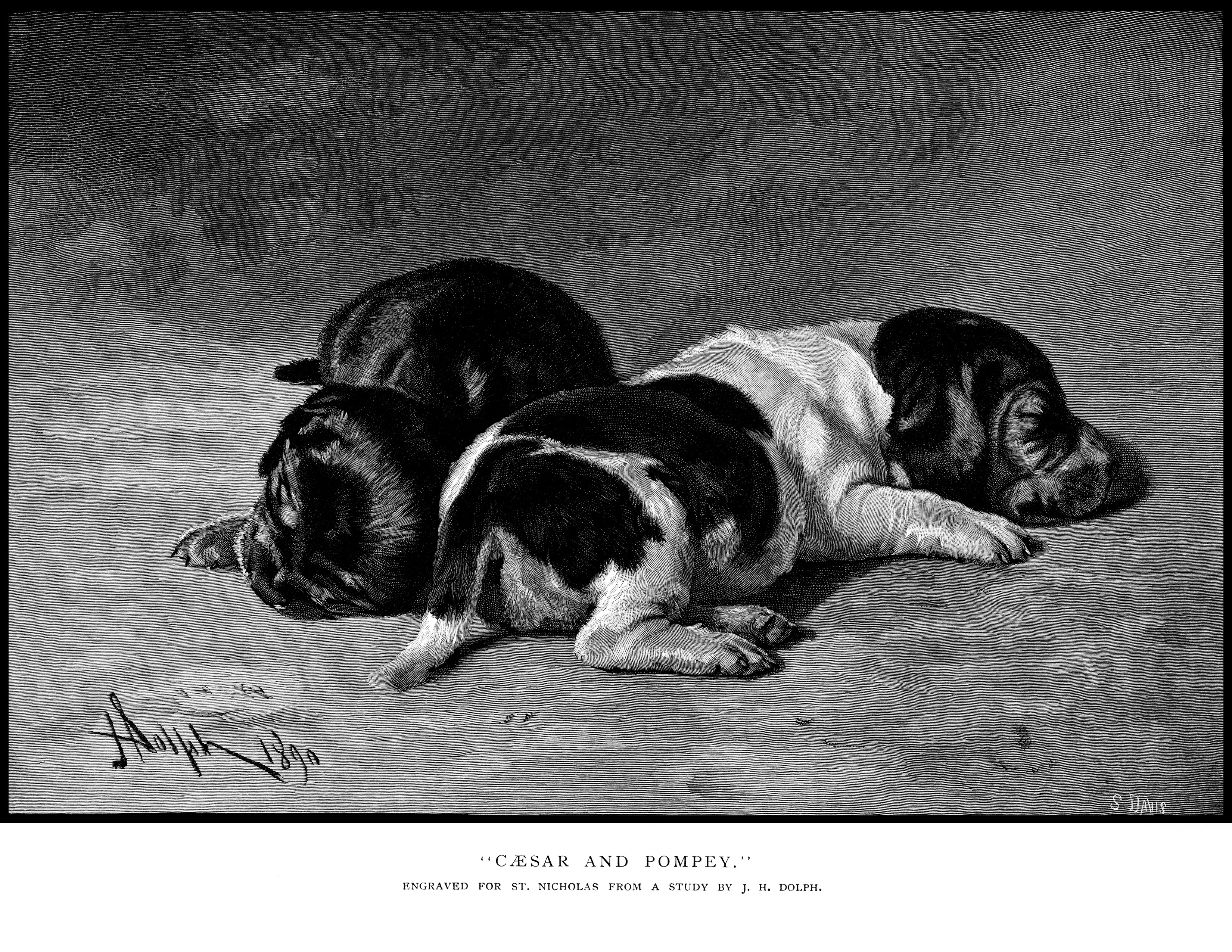 vintage puppy illustration, Tudor Jenks poetry, caesar and pompey poem, black and white graphics, sleeping dogs picture, dog poetry, old book page