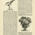 Hydrangea Hortensis, hydrangea flower, vintage book page graphics, vintage flower illustration, printable floral image, dictionary of gardening page
