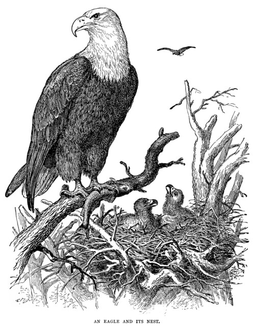 vintage eagle clip art, black and white graphics, eagle illustration, printable bird illustration, eagle and nest, baby birds in nest clipart